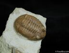 Inch Asaphus Plautini With Illaenus Head #469-3